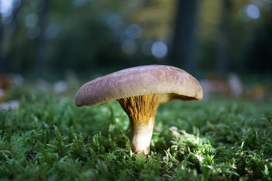 Mushroom, Plant, Toadstool, Mycology, Moss, Forest, Wild