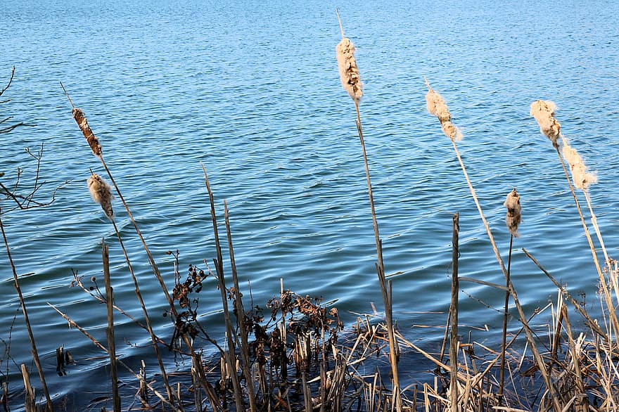 reed, beira-mar, agua, natureza, azul, verão, reflexão, lagoa, outono, grama, panorama