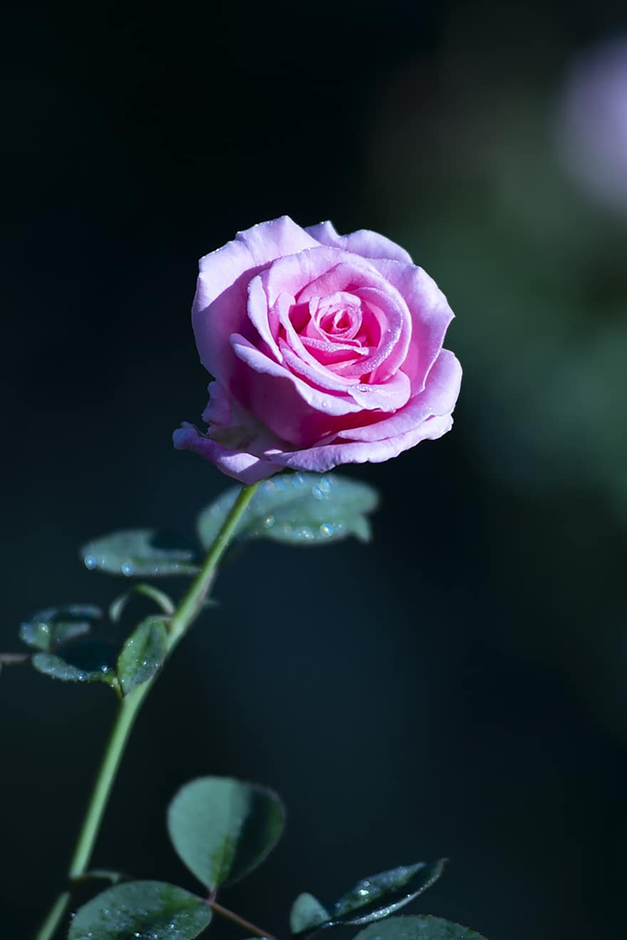 rosa, rosa Rosa, fiore, fiore rosa, petali, fiorire, fioritura, pianta, pianta fiorita, pianta ornamentale, flora
