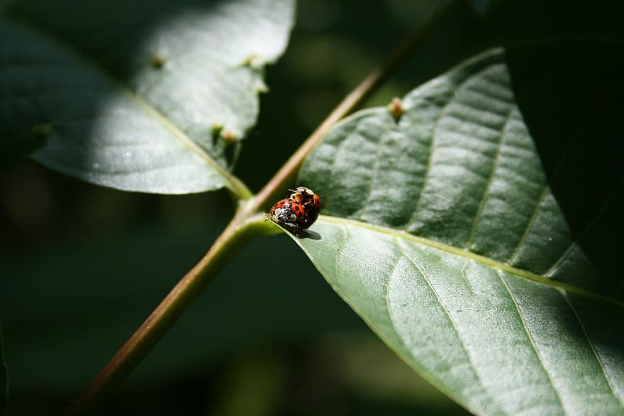 Ladybug, Beetle, Insect, Red, Nature, Lucky Charm, Luck, Macro, Animal, Pairing, Reproduction