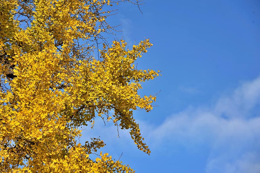 اوراق الخريف ، أوراق الجنكة ، الخريف ، فصل الخريف ، أوراق الشجر ، طبيعة