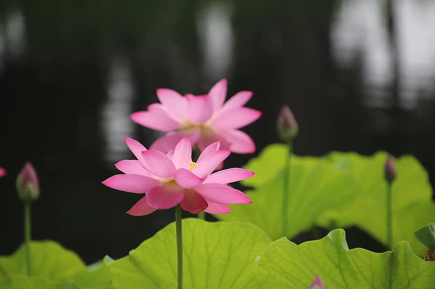 Lotus, Flower, Plant, Water Lily, Petals, Pink Flower, Bloom, Blossom, Aquatic Plant, Flora, Pond
