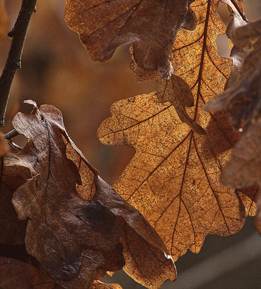 eg forlader, blade, efterår, brune blade, løv, afdeling, træ, natur, blad, sæson, gul