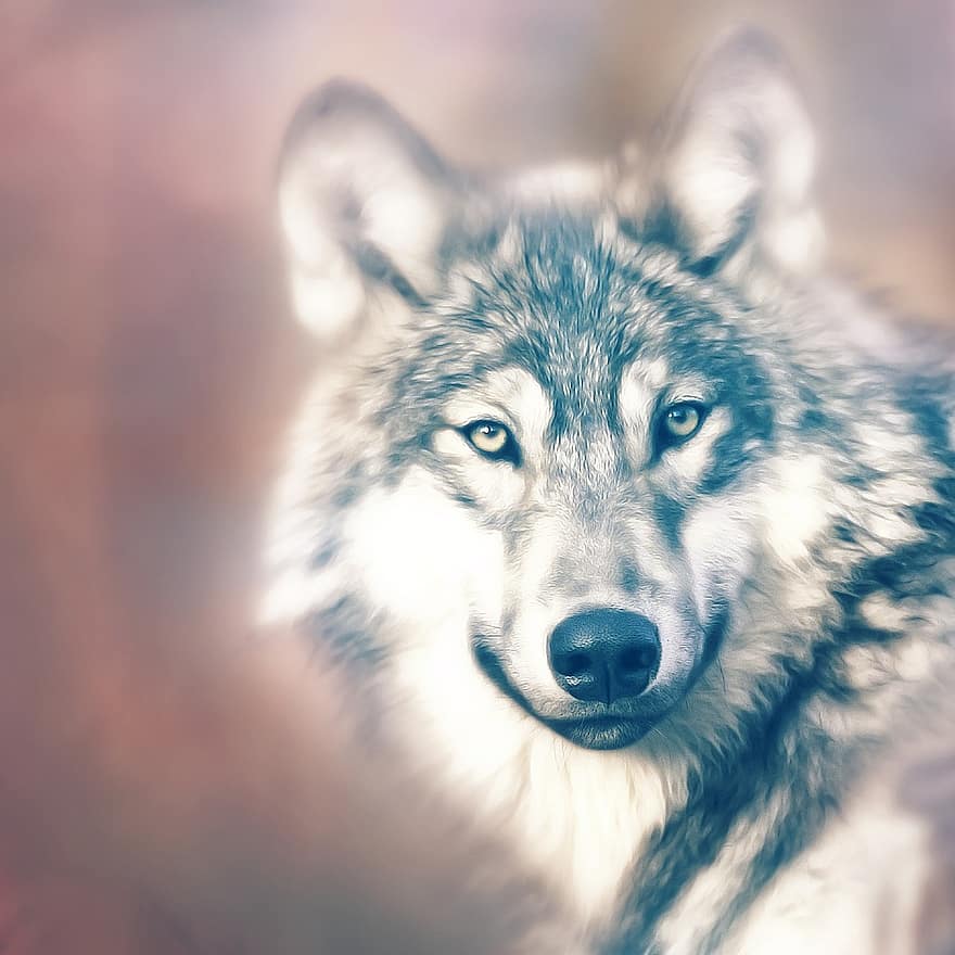 ulv, rovdyret, canidae, canis lupus, jeger, rovdyr, dyr, pattedyr, grå ulv, natur, skapning