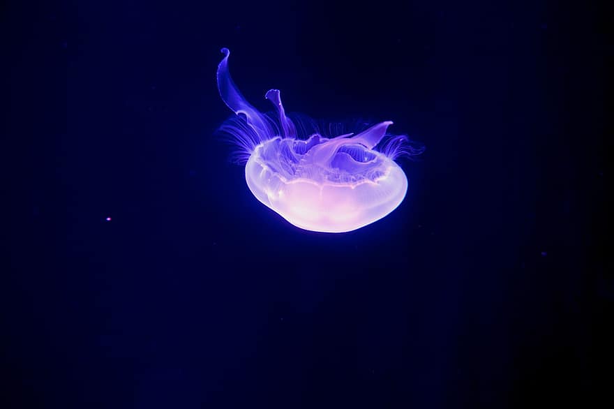 медуза, океан, морская жизнь, природа