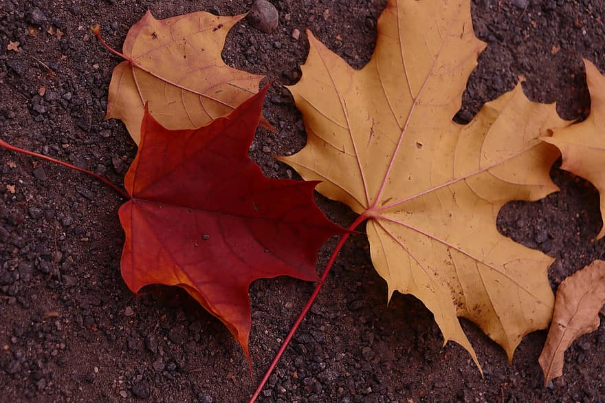 кленовый, листья, падать, осень, кленовые листья, оранжевые листья, Осенние листья, опавшие листья, листва, природа, время года