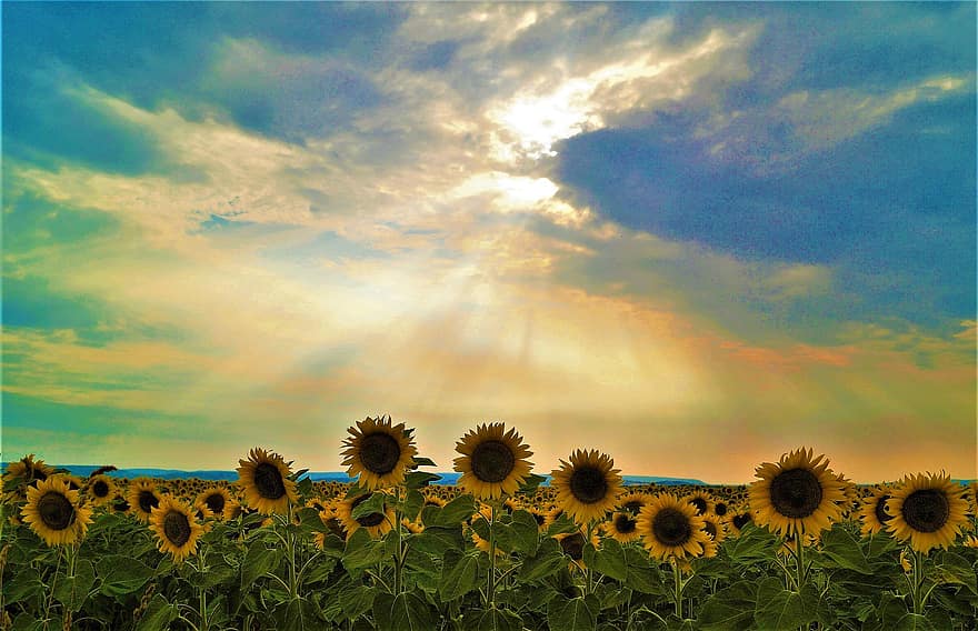 Sunset, Sunflowers, Summer, Clouds, Sunshine, Landscape, Nature, Background, Light, Outdoors, sunflower