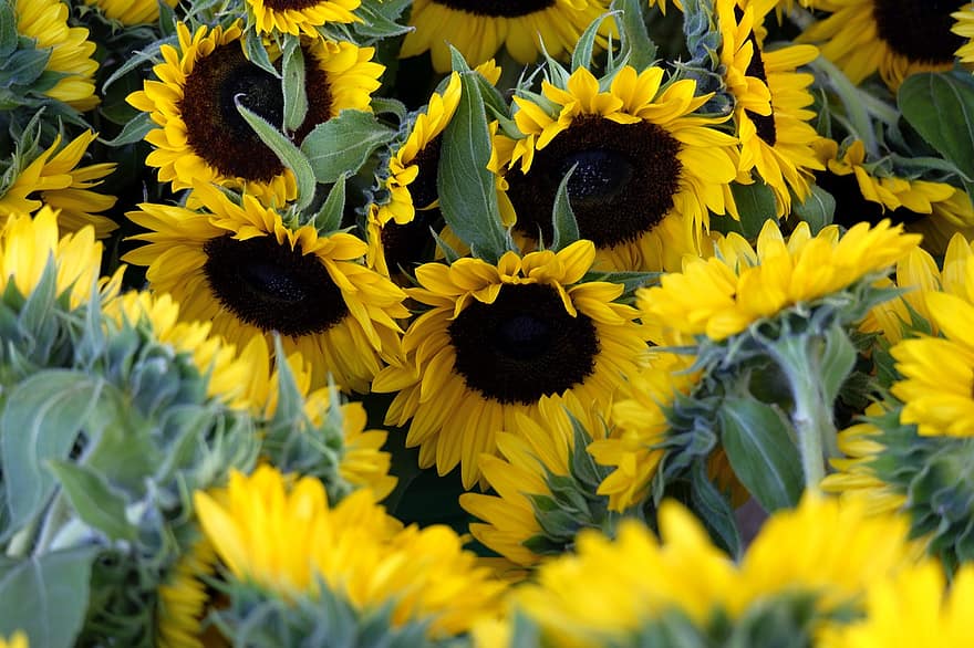 слънчогледи, цветя, растение, жълти цветя, разцвет, лято, градина, жълт, слънчоглед, листо, цвете