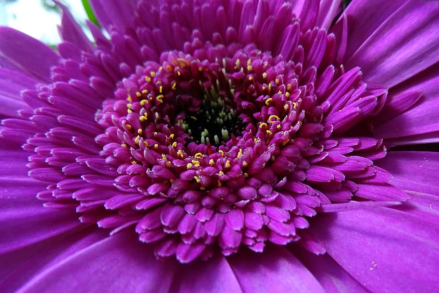 гербера, квітка, пурпурна квітка, пелюстки, фіолетові пелюстки, цвітіння, флора, Рослина