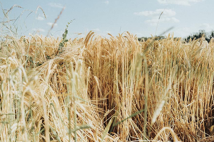 trigo, campo, colheita, grãos de cereais, verão, plantas, plantação, Fazenda, rural
