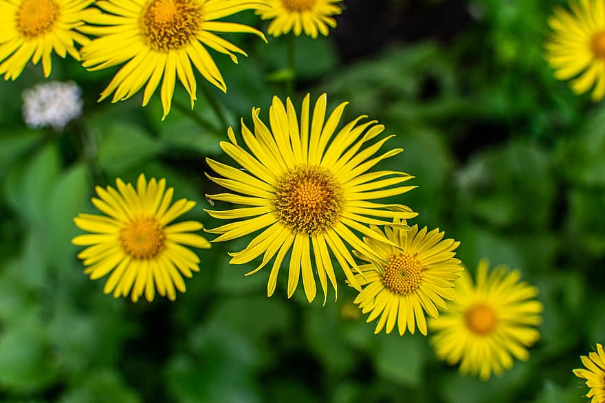 Flower, Nature, Garden, Bloom, Spring, yellow, plant, summer, green color, close-up, meadow