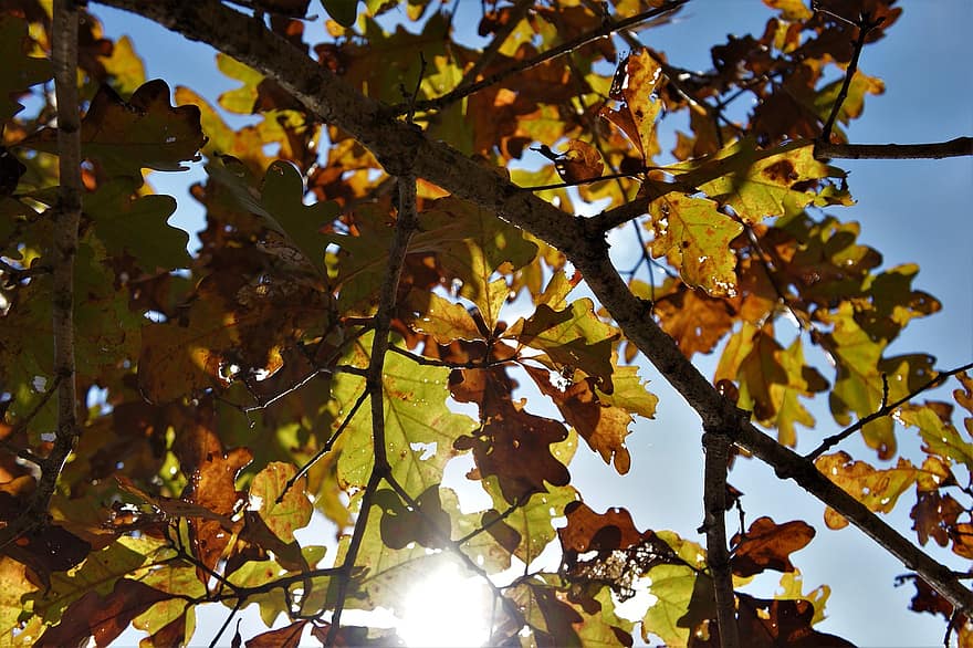 bladeren, tak, vallen, herfst, herfstbladeren, gebladerte, boom, fabriek, natuur, zonlicht, blad