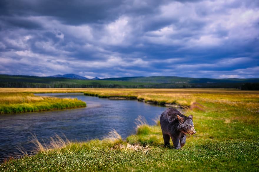 urs, pui, cârlan, râu, Montana, natură, animale sălbatice, iarbă, pădure, câine, vară