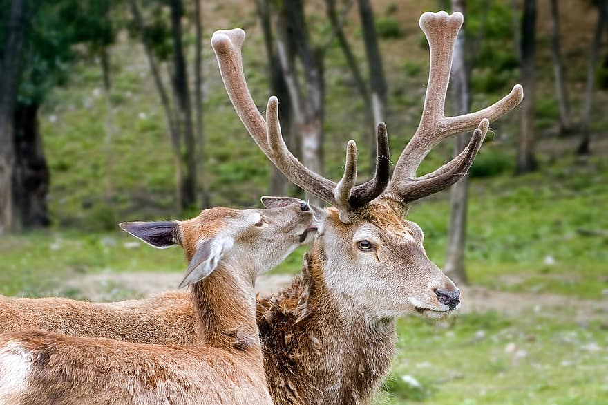 Deer, Cervus Elaphus, Animals, Herbivore, Mammal, Wild, Couple, Male, Female, Horns, Antlers
