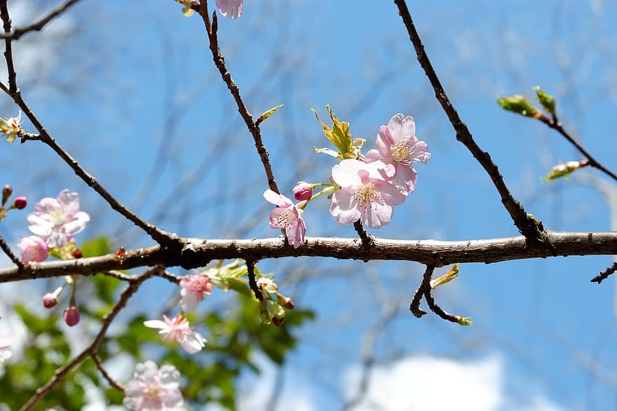 sakura, bunga-bunga, bunga sakura, kelopak merah muda, kelopak, berkembang, mekar, flora, bunga musim semi, alam, cabang
