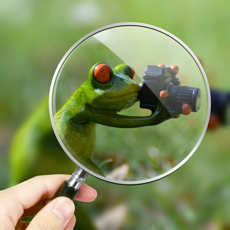 Photographer, Frog, Funny, Magnifying Glass, Green, Animal, Animal World, Fun, Camera