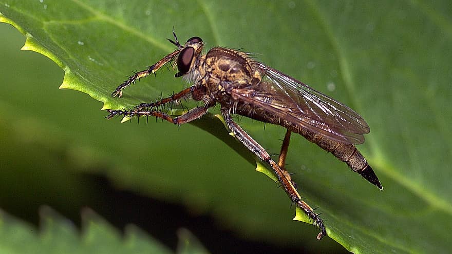 volar, mosca depredadora, de cerca, insecto, naturaleza