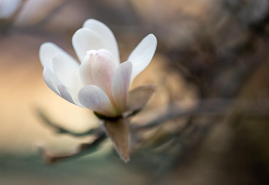magnolia, kwiat, wiosna, płatki, biały kwiat, gwiaździsta magnolia, kwitnąć, krzew, roślina, ogród, Natura