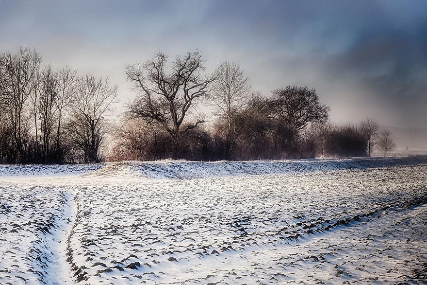Fields, Winter, Nature, Landscape, Trees, tree, snow, season, rural scene, forest, ice
