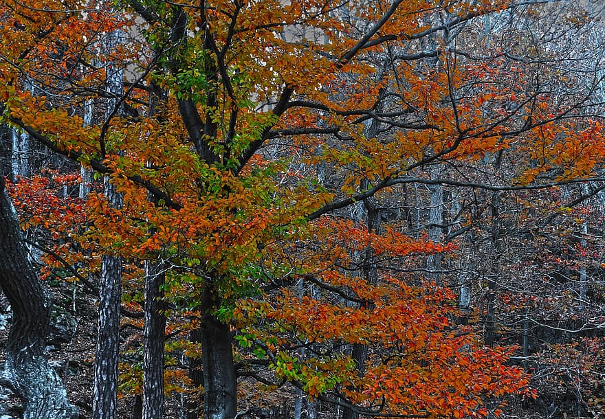 rudenī, mežs, koks, kritums, sezonā, raksturs, ārā, tuksnesī, lapas, dzeltens, daudzkrāsains