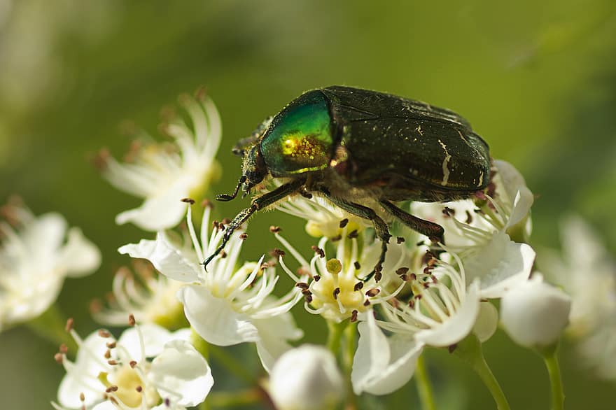 serangga, kumbang, penyerbukan, ilmu serangga, makro, kumbang mawar, mekar, berkembang, sejenis semak