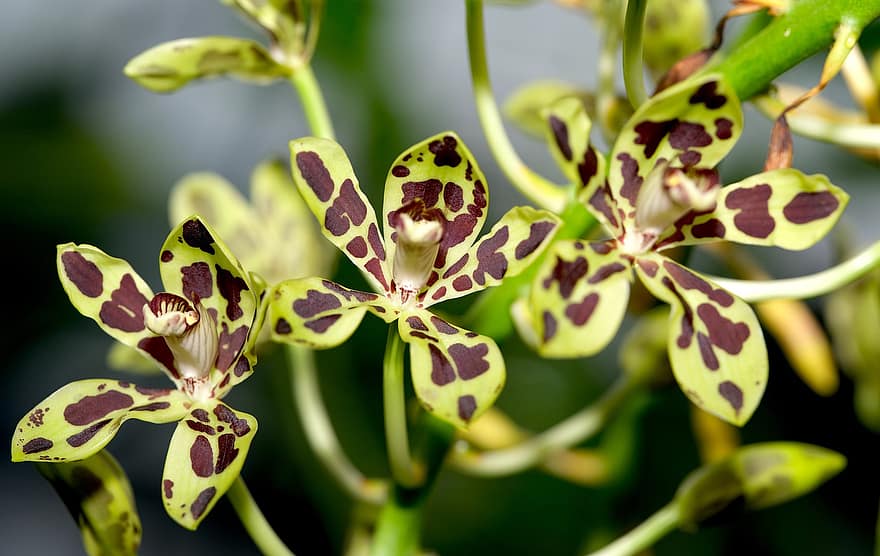 kukka, orkidea, Papua orkidea, luonto, kasvisto