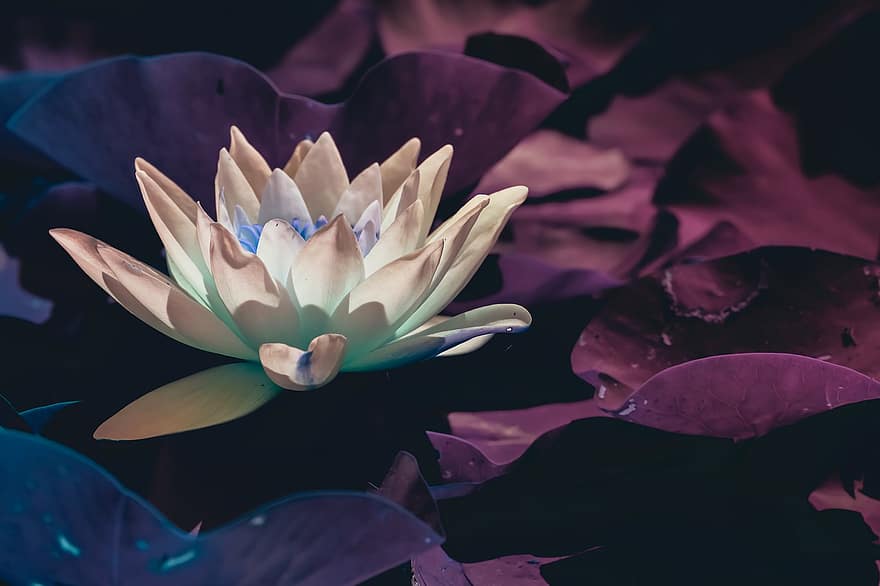 Lotus, Nature, Blue, Zen, Flower, Pink, Flowers, Plants, Leaves, Garden, Pond