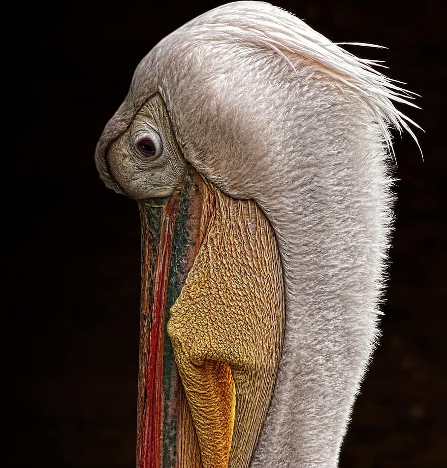 pelicano, retrato animal, conta, pássaro, retrato do pássaro, retrato de pelicano, aviária, ornitologia, animais selvagens, região selvagem, pássaro aquático