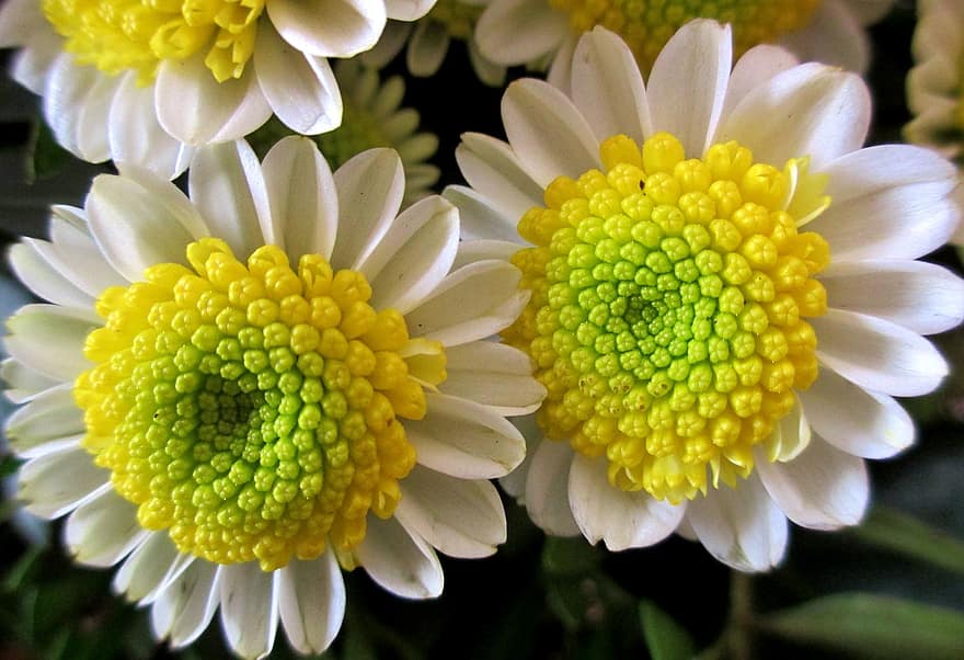 fleurs, blanc, jaune, Bonnie