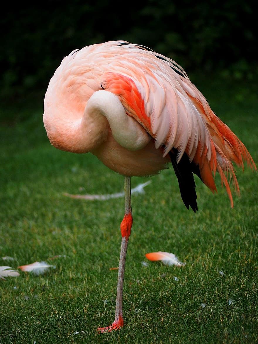 flamingo, hewan, burung, bulu, bulu burung, dunia Hewan, kebun binatang