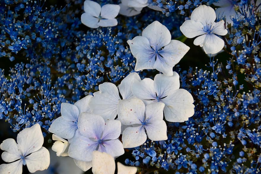 цвете, цветна хортензия, хортензия синя, бели цветя, цвете в разцвет, цъфтеж през лятото, декоративно растение, градина, романтичен