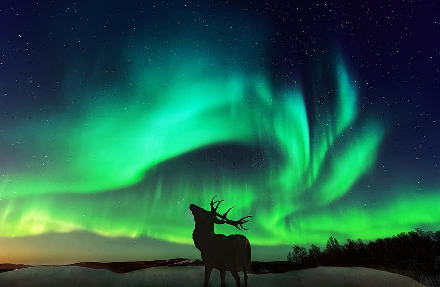 dólar, ciervo, auroras boreales, Aurora, boreal, Noruega, mamífero, animal, fauna silvestre, desierto, noche