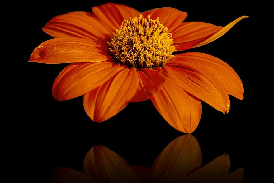 квітка, пелюстки, мексиканський соняшник, флора, рефлексія, tithonia rotundifolia, фон, цвітіння, літо, впритул, одна квітка
