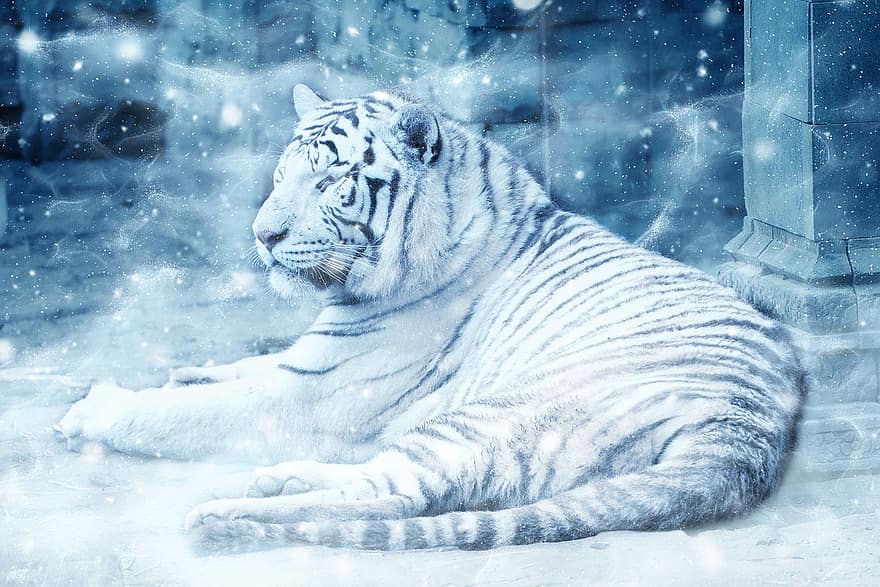 Tigre, nieve, acostado, Art º, álbum de recortes, papel, animal, naturaleza, textura, decorativo, página