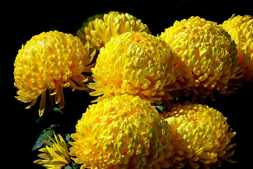 chrysanthèmes, fleurs, fleurs jaunes, pétales, pétales jaunes, Floraison, fleur, flore, les plantes