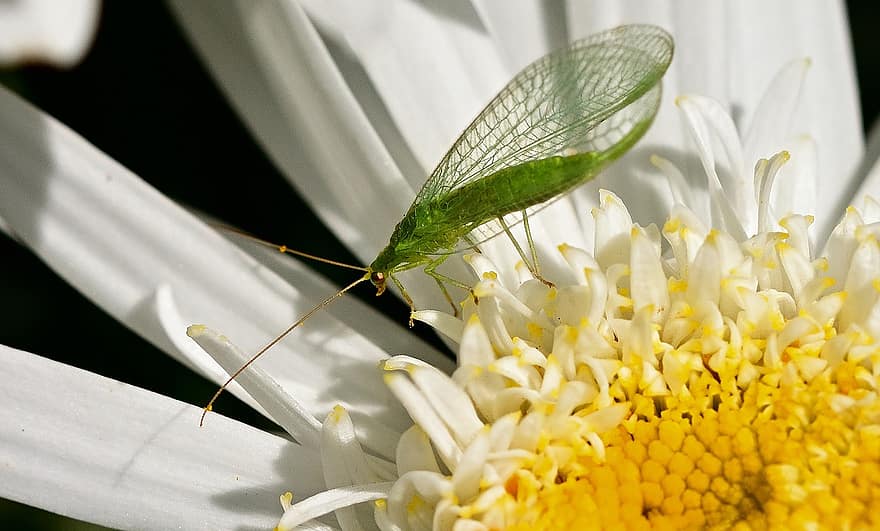 Insect, Bug, Lacewing, Animal, Wings, Flower, Petals, Blossom, Bloom