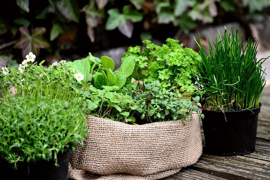 Garden Plants, Garden, Herb Garden, Plant, Gardening, Culinary Herbs, Potted Plants, Fresh