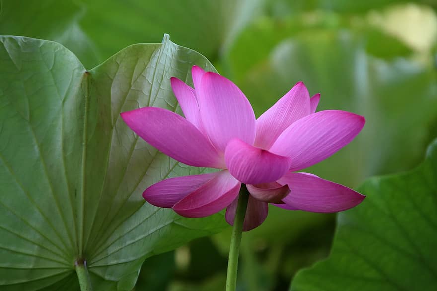 lotus, blomma, växt, kronblad, näckros, vattenväxter, flora, damm, natur, blad, blomhuvud