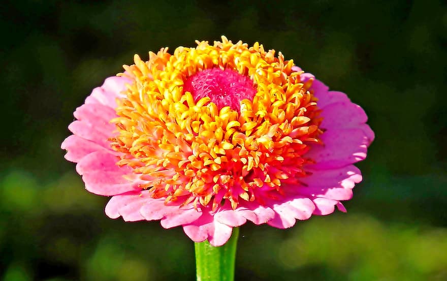 Zinnia, Flower, Garden, Pink Flower, Petals, Pink Petals, Bloom, Blossom, Flora, Plant, close-up