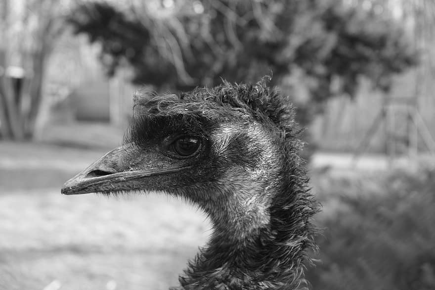 Emu, Vogel, Tier, Tierwelt, Fauna, Porträt
