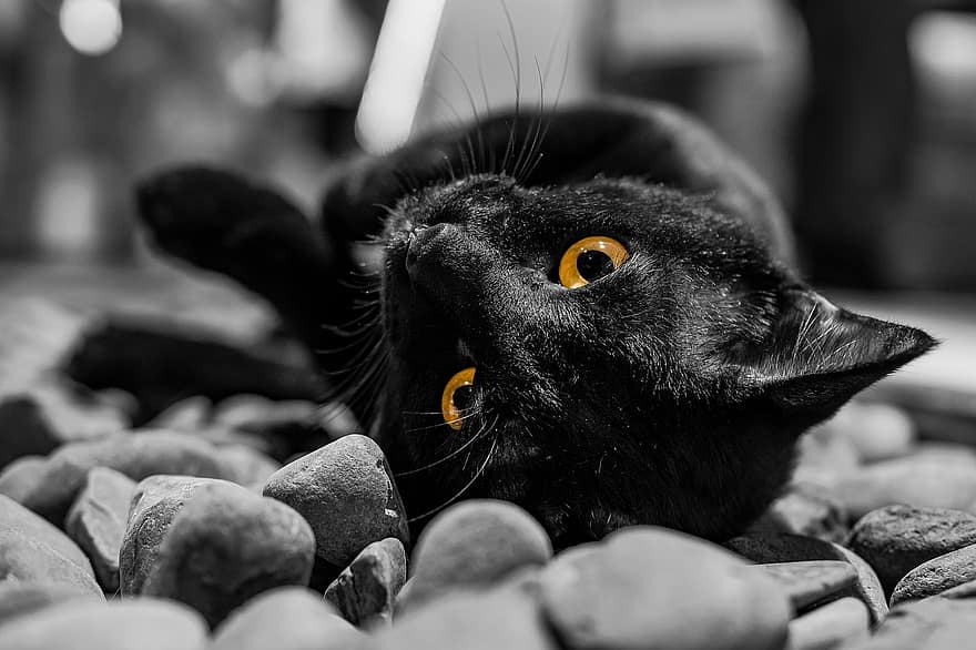 котка, животно, черно, домашен любимец, очи, котешки очи, котешки, скали, лежащ, домашни любимци, домашна котка