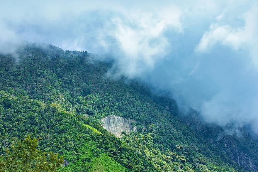 डेविल्स सीढ़ी, श्रीलंका टी एस्टेट, दृश्यों, वन, सुंदर, पृष्ठभूमि, नीला, हरा, राय, पर्यटन, यात्रा