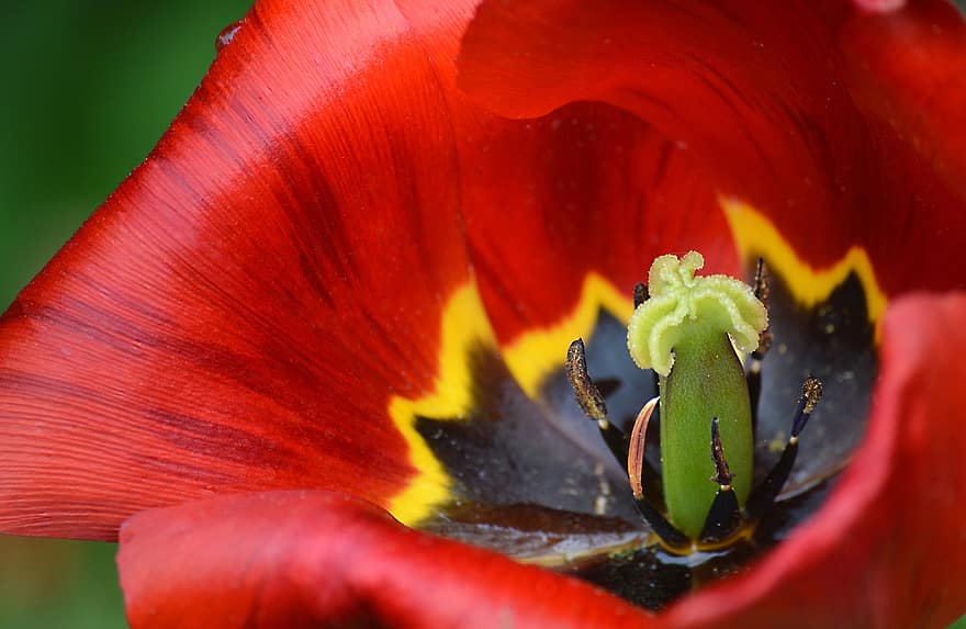 flor, tulipán, floración, sello de goma, polen, primavera, botánica, macro, pétalos, flor de tulipán, de cerca