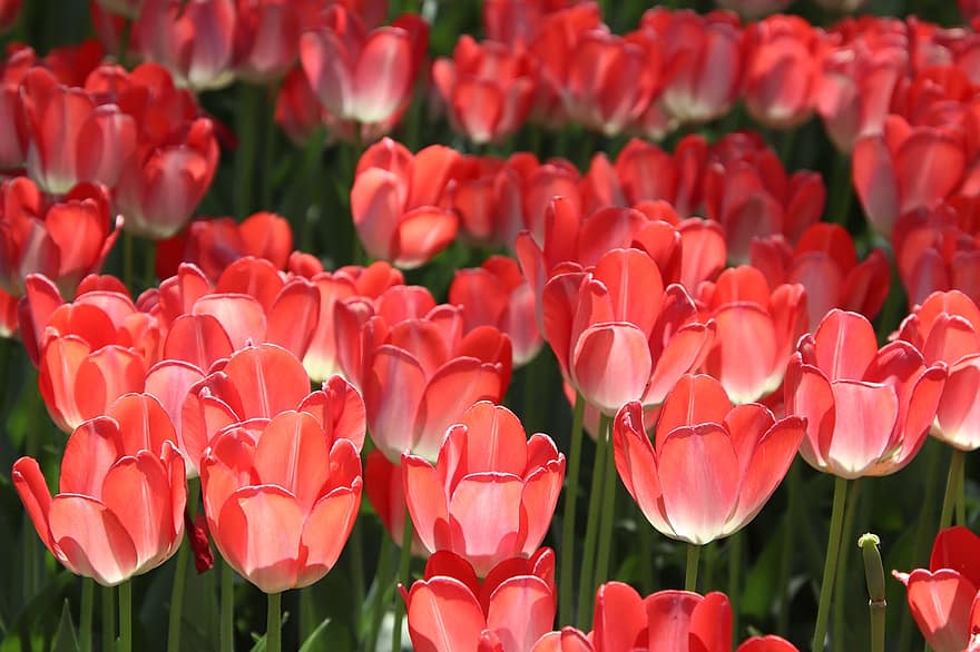 Tulips, Flowers, Field, Bicolored Flowers, Bloom, Blossom, Plants, Blooming, Flora, Botany, Nature