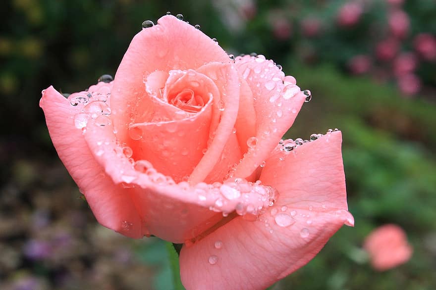 ローズ、花、露、濡れている、ピンクのバラ、ピンクの花、花びら、咲く、露滴、雨滴、自然