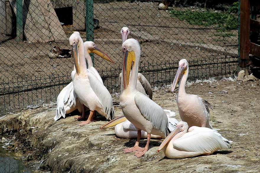pelicans, ΖΩΟΛΟΓΙΚΟΣ ΚΗΠΟΣ, πουλιά, ορνιθολογία, πελεκάνος, ράμφος, φτερό, ζώα στη φύση, τροπικό κλίμα, Αφρική, πολύχρωμα