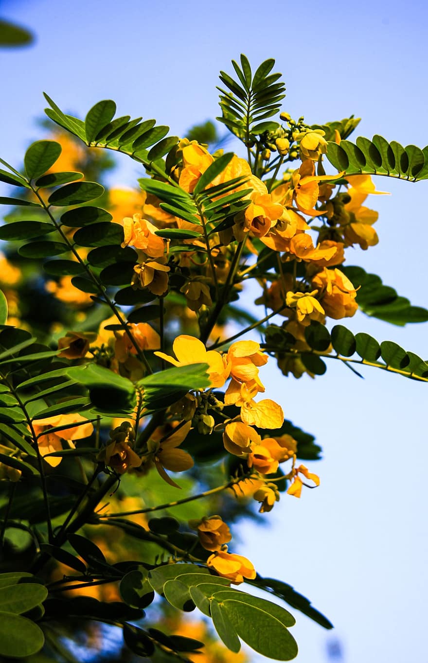 zlatý sprchový strom, květiny, poboček, žluté květy, okvětní lístky, květ, listy, strom, rostlina, Příroda