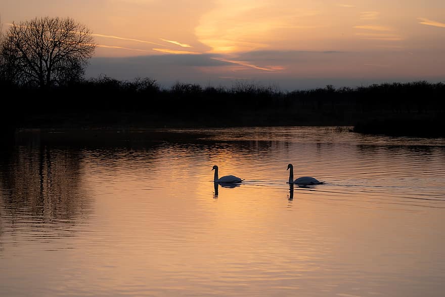 zwanen, vogelstand, dieren, witte Zwaan, silhouet, reflectie, zonsopkomst, ochtend-, water, rivier-, waterwild