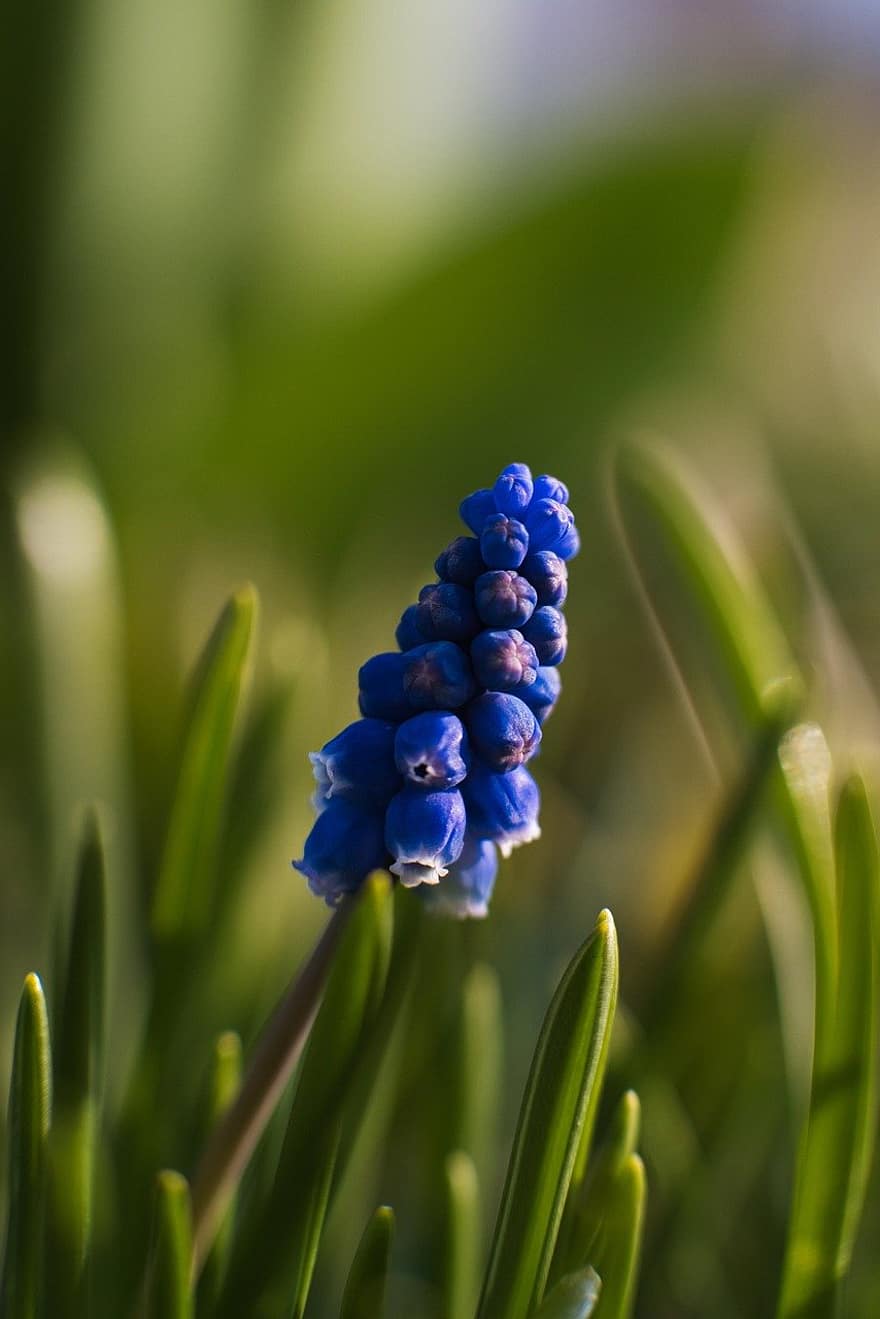 Flower, Macro, Nature, Close Up, Grass, Hyacinth, close-up, plant, green color, summer, leaf