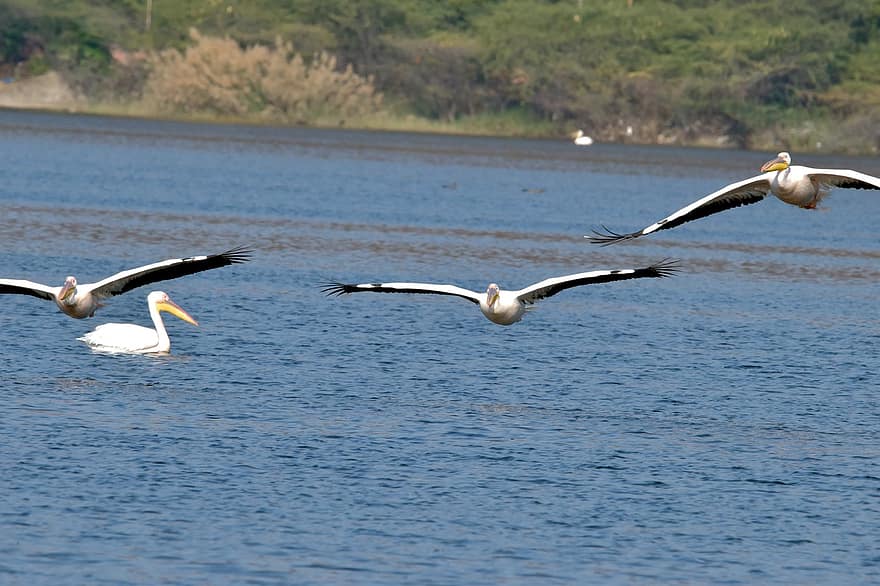 pelicanos, passarinhos, animais, vôo, voar, pássaros aquáticos, aves aquáticas, animais selvagens, plumagem, bico, natureza